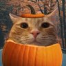 Profilbild von 🍂walkup kitties