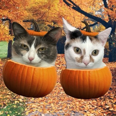 monkey & zoe ❤️ oreo 🌈's profile picture