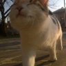 Persona Promedio's profile picture