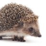 Фото профиля Breno the hedgehog