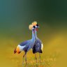 Ateenyi Philip's profile picture