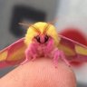 Fey Moth's profile picture