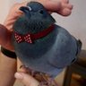 Фото профиля LesbianBirdNerd