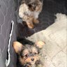 Profilbild von Vermeiren Pups