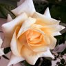 Profilbild von La_vie_en_rose🌹