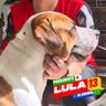 Vet Boladona 🐱🐶 profil fotoğrafı