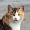 しげお 的头像