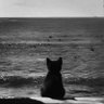 Setsu's profile picture