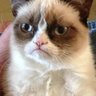 Grumpy's profile picture