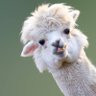 Seeking Alpaca 的头像