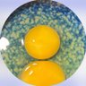 Profilbild von raw egg