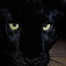 Фото профиля Panther 🌙