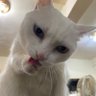 帆's profile picture