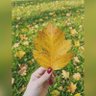 Samara K.'s profile picture