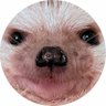 まる(小鞠と恋春🌈🦔🦔) profil fotoğrafı