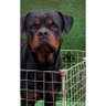 Profilbild von Rottweiler General 🎖️🎖️🎖️🎖️🎖️ (Vom Haus Mo)