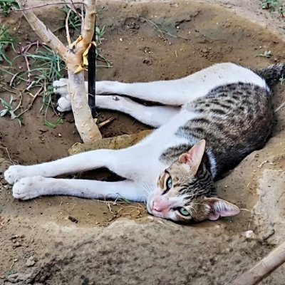 vvllmmb's profile picture
