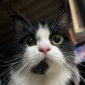 แม่แมว🐱 profil fotoğrafı