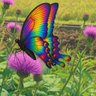 霧風 profil fotoğrafı