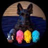 Peeja Blackbird profil fotoğrafı