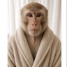 Monkey Core🐒's profile picture