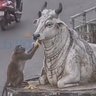 🐕Everyone have equal rights to live their life🌏 的头像