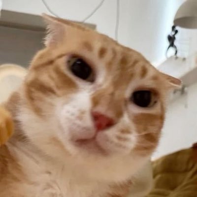 pin's profile picture