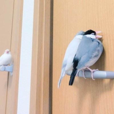 たまごやきうどん's profile picture