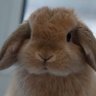 Profilbild von ݁ ˖Ი𐑼⋆