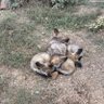 zax profil fotoğrafı