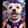 Фото профиля さゆりっちです(麦茶(むぅー)のママ※２歳(犬種)ヨークシャーテリア