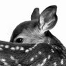 Profilbild von luckydeer