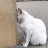 🥷🏻 profil fotoğrafı