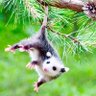 Opossum Opines's profile picture