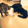 Фото профиля ももねこさん