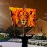 lion's profile picture