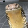 Fabu-lous 🐍/ VGEN OPEN profil fotoğrafı