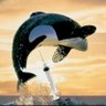 Free Willy 的头像