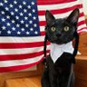 Wednesday's cat 的头像