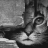 Manuel Fdez ♊️ 🫡 🇪🇸 ⭐️⭐️ profil fotoğrafı