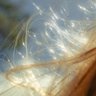 Фото профиля lottie