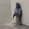 jacobogulları's profile picture