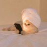 Profilbild von Dr Manul Mau😼