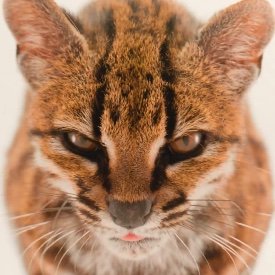 censoredialogue's profile picture