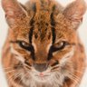 C̶E̶N̶S̶O̶R̶E̶D̶ dialogue's profile picture