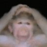 Profilbild von Monkey man