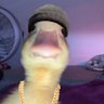 Pato Ansioso's profile picture