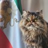 little Cat🚘's profile picture