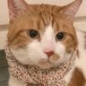 Lila Bouabbache's profile picture
