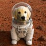 Rockets Jeff's profile picture